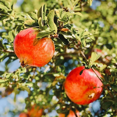 ᑕyᑕᒪᗩᗪiᑕ ᐯiᒪᒪᗩ